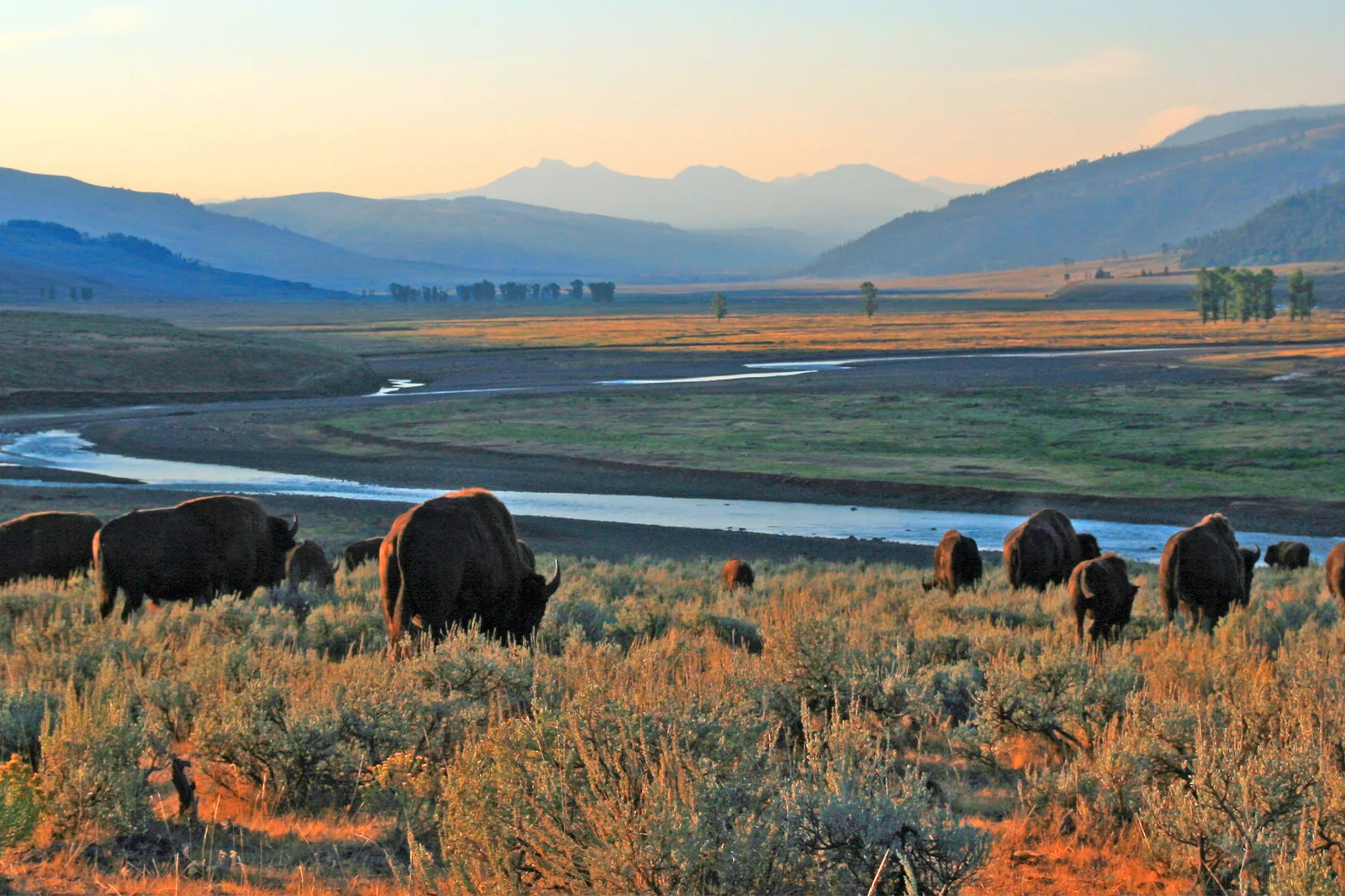 Bison in Yellowstone